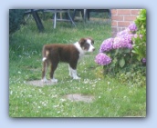 juli 2004